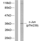 Western Blot - Anti-c-Jun (phospho Thr239) Antibody (A7131) - Antibodies.com