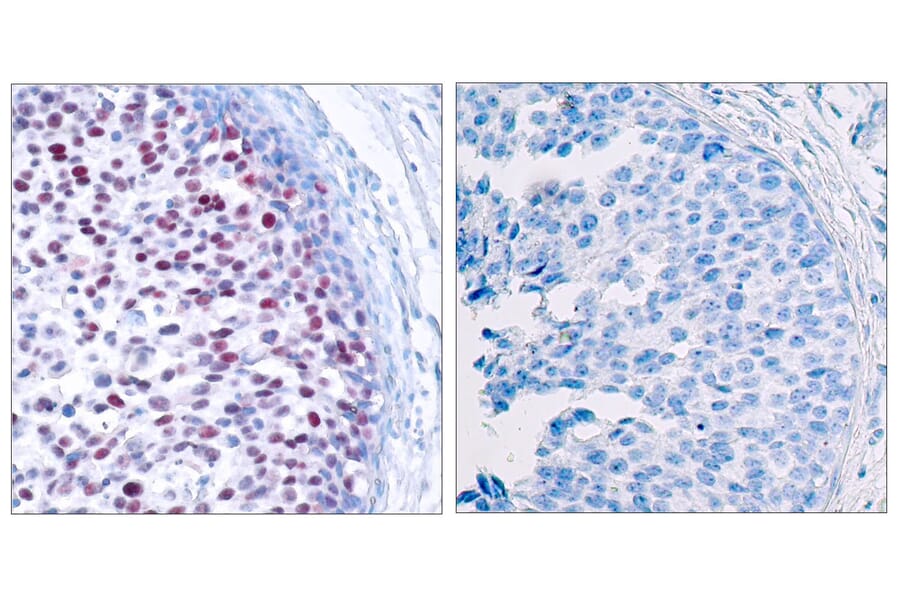 Immunohistochemistry - Anti-c-Jun (phospho Thr239) Antibody (A7131) - Antibodies.com