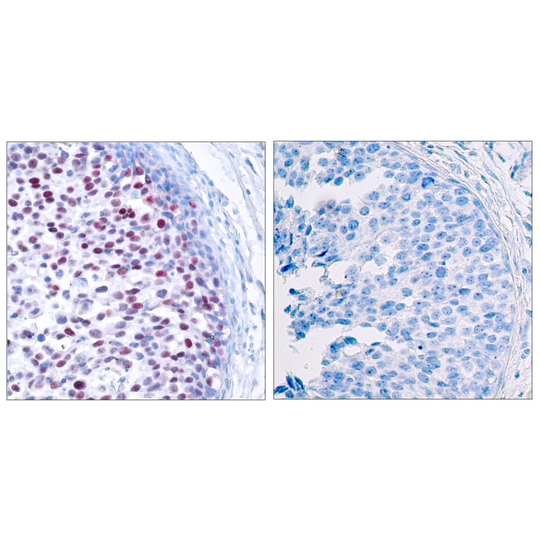 Immunohistochemistry - Anti-c-Jun (phospho Thr239) Antibody (A7131) - Antibodies.com