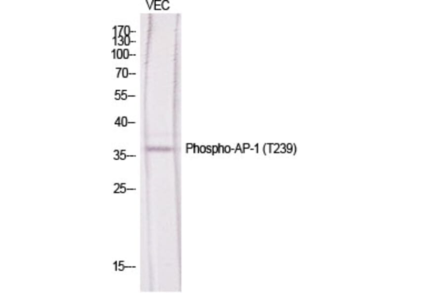 Western Blot - Anti-c-Jun (phospho Thr239) Antibody (A7131) - Antibodies.com