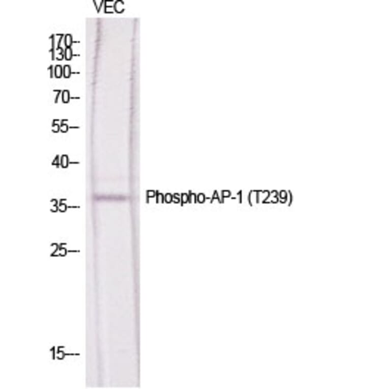 Western Blot - Anti-c-Jun (phospho Thr239) Antibody (A7131) - Antibodies.com