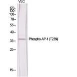 Western Blot - Anti-c-Jun (phospho Thr239) Antibody (A7131) - Antibodies.com