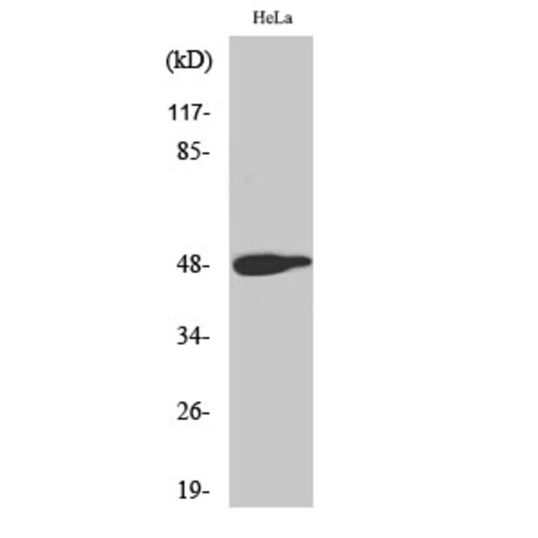 Western Blot - Anti-c-Jun (phospho Thr239) Antibody (A7131) - Antibodies.com