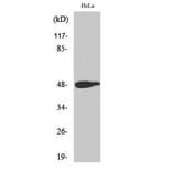 Western Blot - Anti-c-Jun (phospho Thr239) Antibody (A7131) - Antibodies.com