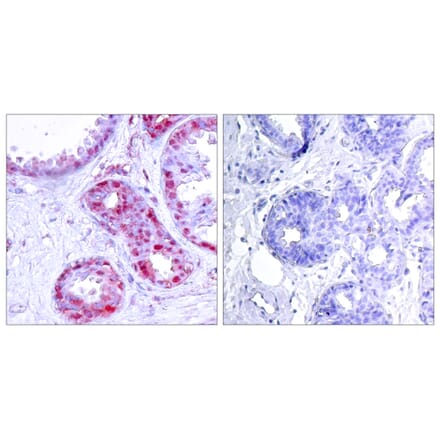 Immunohistochemistry - Anti-c-Jun (phospho Ser243) Antibody (A7130) - Antibodies.com