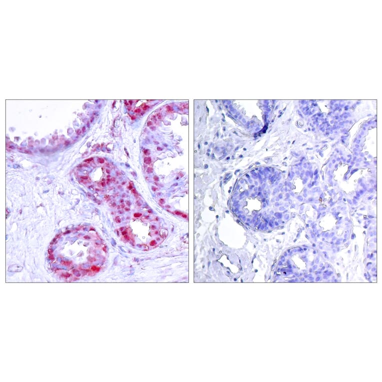 Immunohistochemistry - Anti-c-Jun (phospho Ser243) Antibody (A7130) - Antibodies.com