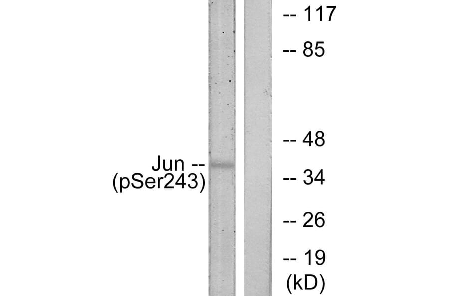Western Blot - Anti-c-Jun (phospho Ser243) Antibody (A7130) - Antibodies.com