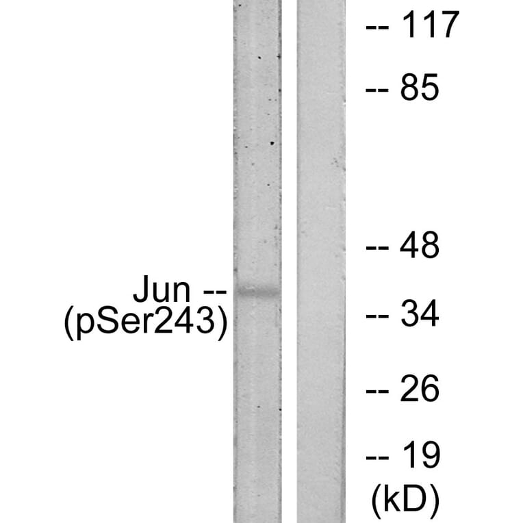 Western Blot - Anti-c-Jun (phospho Ser243) Antibody (A7130) - Antibodies.com