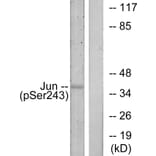 Western Blot - Anti-c-Jun (phospho Ser243) Antibody (A7130) - Antibodies.com