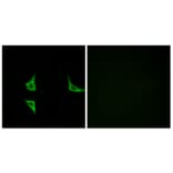 Immunofluorescence - Anti-CaMK2 (phospho Thr286) Antibody (A7033) - Antibodies.com
