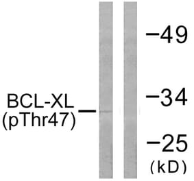 Western Blot - Anti-BCL-XL (phospho Thr47) Antibody (A0775) - Antibodies.com