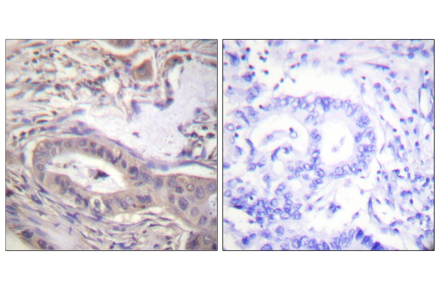 Immunohistochemistry - Anti-BCL-XL (phospho Thr47) Antibody (A0775) - Antibodies.com