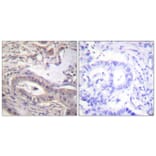 Immunohistochemistry - Anti-BCL-XL (phospho Thr47) Antibody (A0775) - Antibodies.com