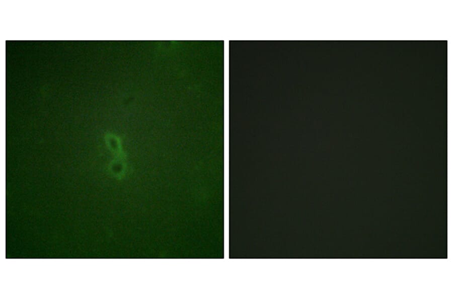 Immunofluorescence - Anti-BCL-XL (phospho Thr47) Antibody (A0775) - Antibodies.com