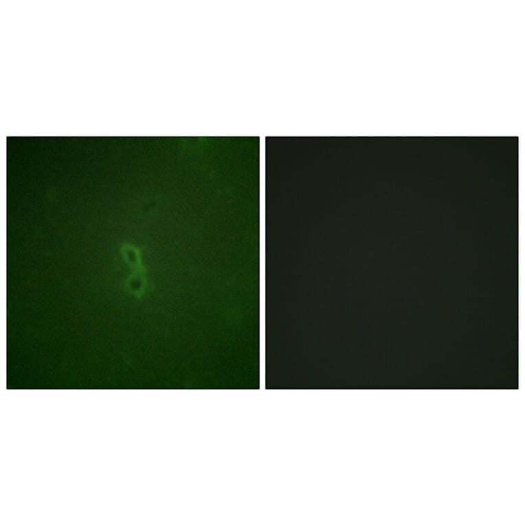 Immunofluorescence - Anti-BCL-XL (phospho Thr47) Antibody (A0775) - Antibodies.com