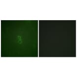 Immunofluorescence - Anti-BCL-XL (phospho Thr47) Antibody (A0775) - Antibodies.com