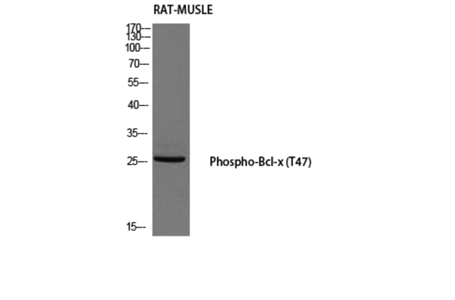 Western Blot - Anti-BCL-XL (phospho Thr47) Antibody (A0775) - Antibodies.com