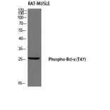 Western Blot - Anti-BCL-XL (phospho Thr47) Antibody (A0775) - Antibodies.com