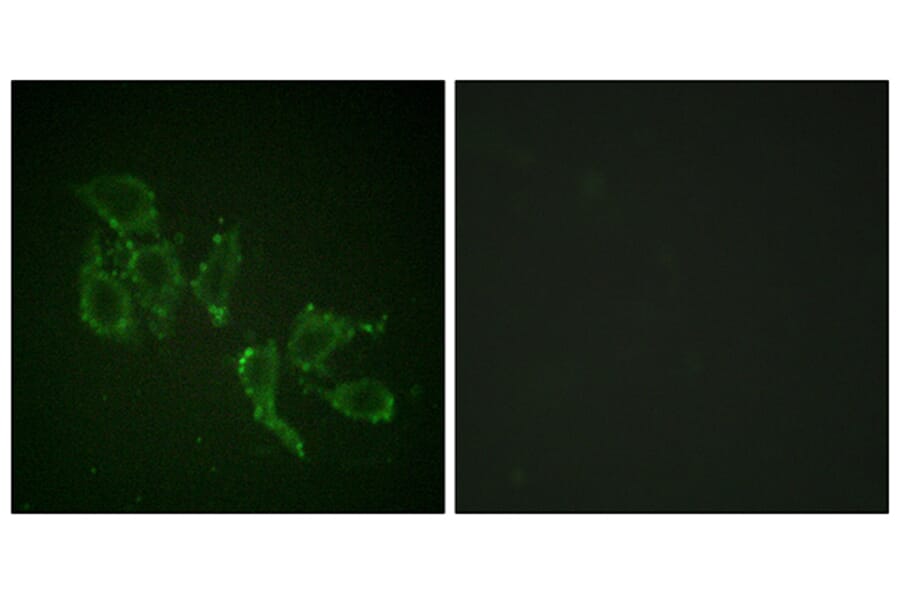 Immunofluorescence - Anti-A-RAF (phospho Tyr302) Antibody (A0770) - Antibodies.com