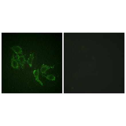 Immunofluorescence - Anti-A-RAF (phospho Tyr302) Antibody (A0770) - Antibodies.com