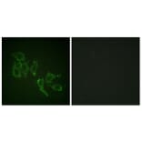 Immunofluorescence - Anti-A-RAF (phospho Tyr302) Antibody (A0770) - Antibodies.com