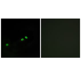 Immunofluorescence - Anti-Centromeric Protein A (phospho Ser7) Antibody (A0858) - Antibodies.com