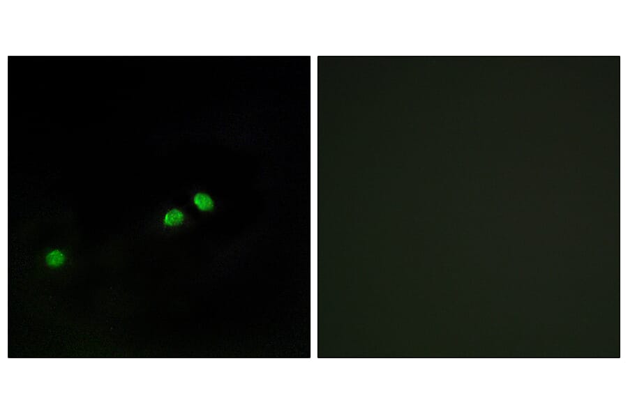 Immunofluorescence - Anti-Centromeric Protein A (phospho Ser7) Antibody (A0858) - Antibodies.com