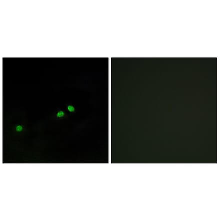 Immunofluorescence - Anti-Centromeric Protein A (phospho Ser7) Antibody (A0858) - Antibodies.com