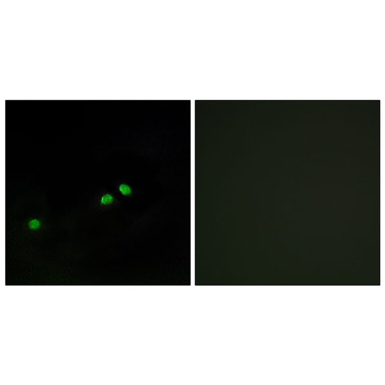 Immunofluorescence - Anti-Centromeric Protein A (phospho Ser7) Antibody (A0858) - Antibodies.com