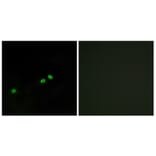 Immunofluorescence - Anti-Centromeric Protein A (phospho Ser7) Antibody (A0858) - Antibodies.com