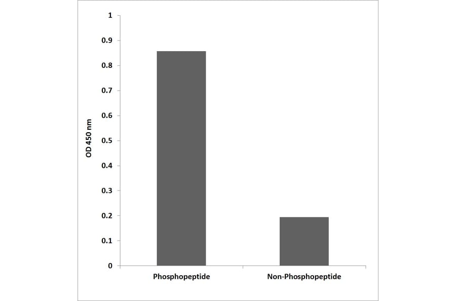 ELISA - Anti-Breast Tumor Kinase (phospho Tyr447) Antibody (P12-1083) - Antibodies.com