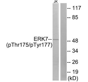 Western Blot - Anti-ERK8 (phospho Thr175+Tyr177) Antibody (A0920) - Antibodies.com