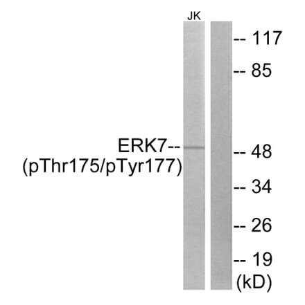 Western Blot - Anti-ERK8 (phospho Thr175+Tyr177) Antibody (A0920) - Antibodies.com