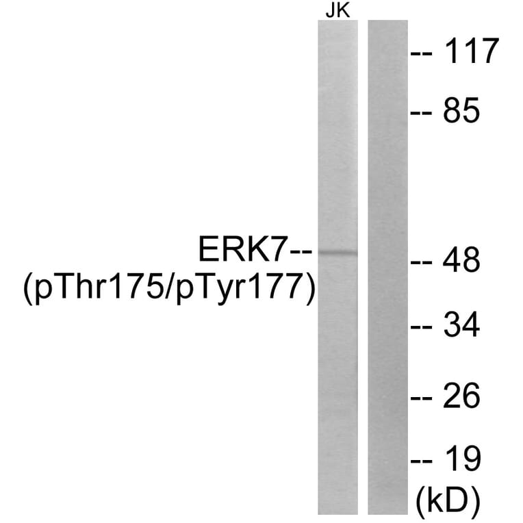 Western Blot - Anti-ERK8 (phospho Thr175+Tyr177) Antibody (A0920) - Antibodies.com