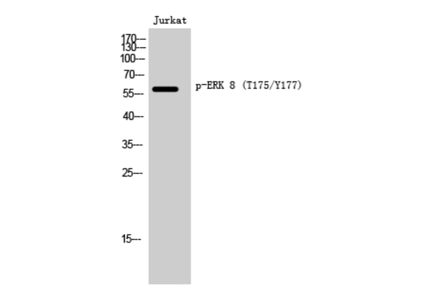 Western Blot - Anti-ERK8 (phospho Thr175+Tyr177) Antibody (A0920) - Antibodies.com