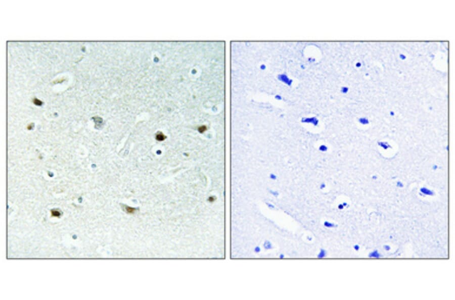 Immunohistochemistry - Anti-ERK8 (phospho Thr175+Tyr177) Antibody (A0920) - Antibodies.com