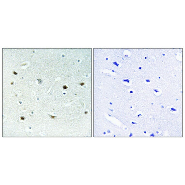 Immunohistochemistry - Anti-ERK8 (phospho Thr175+Tyr177) Antibody (A0920) - Antibodies.com