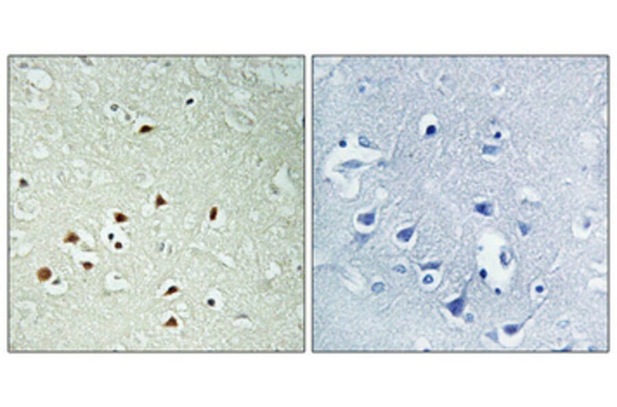 Immunohistochemistry - Anti-ERK8 (phospho Thr175+Tyr177) Antibody (A0920) - Antibodies.com