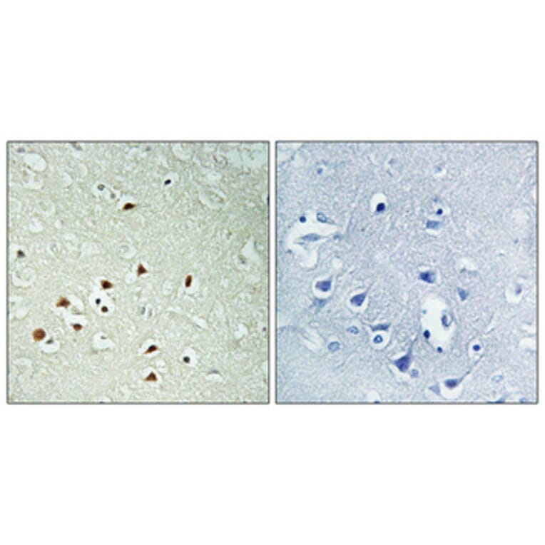 Immunohistochemistry - Anti-ERK8 (phospho Thr175+Tyr177) Antibody (A0920) - Antibodies.com