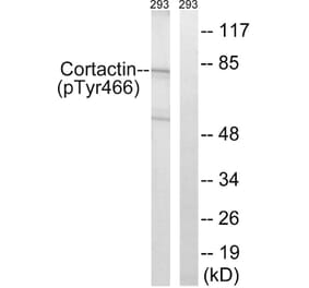 Western Blot - Anti-Cortactin (phospho Tyr466) Antibody (A7050) - Antibodies.com