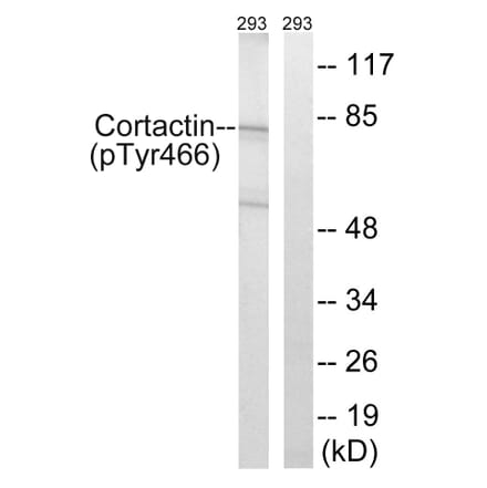 Western Blot - Anti-Cortactin (phospho Tyr466) Antibody (A7050) - Antibodies.com