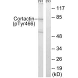 Western Blot - Anti-Cortactin (phospho Tyr466) Antibody (A7050) - Antibodies.com