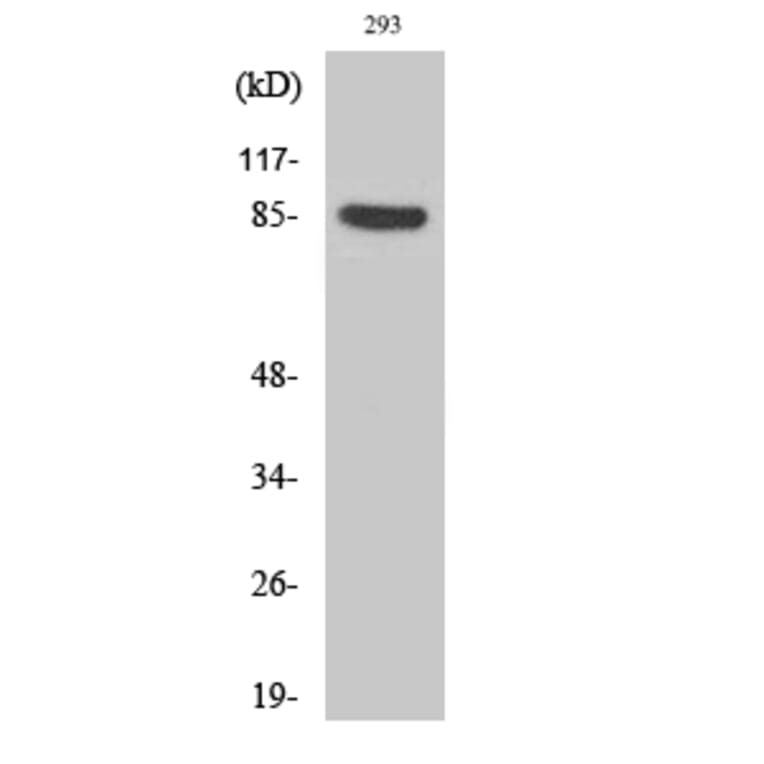 Western Blot - Anti-Cortactin (phospho Tyr466) Antibody (A7050) - Antibodies.com