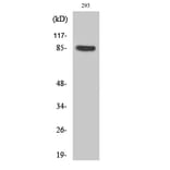 Western Blot - Anti-Cortactin (phospho Tyr466) Antibody (A7050) - Antibodies.com