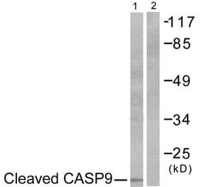 Western Blot - Anti-Caspase 9 (cleaved Asp353) Antibody (L0110) - Antibodies.com