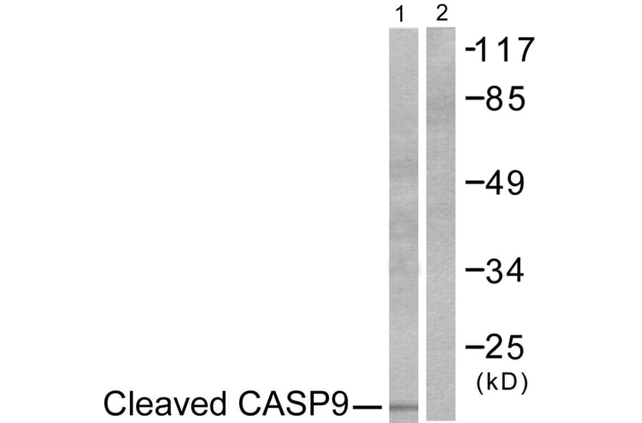 Western Blot - Anti-Caspase 9 (cleaved Asp353) Antibody (L0110) - Antibodies.com