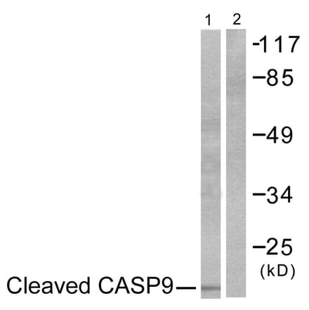 Western Blot - Anti-Caspase 9 (cleaved Asp353) Antibody (L0110) - Antibodies.com