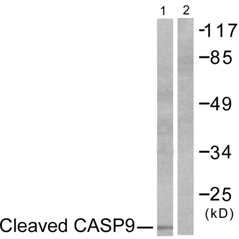 Western Blot - Anti-Caspase 9 (cleaved Asp353) Antibody (L0110) - Antibodies.com