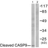 Western Blot - Anti-Caspase 9 (cleaved Asp353) Antibody (L0110) - Antibodies.com