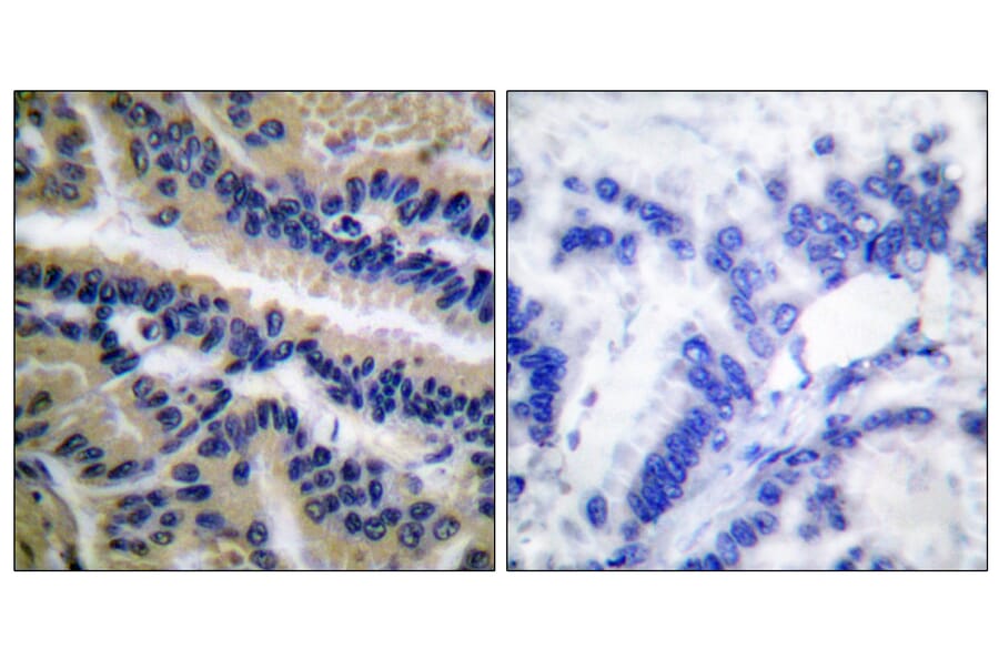 Immunohistochemistry - Anti-Caspase 9 (cleaved Asp353) Antibody (L0110) - Antibodies.com